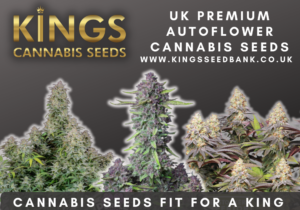 Buy cali seeds UK