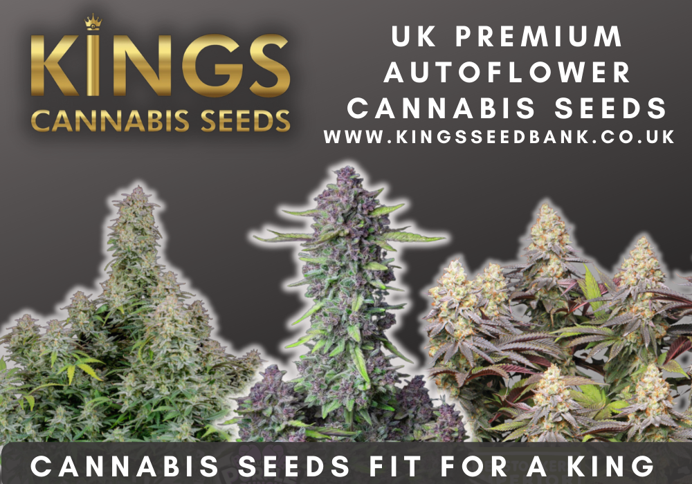 Buy cali seeds UK